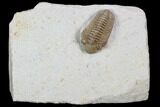 Bargain, Long Kainops Trilobite - Oklahoma #104033-2